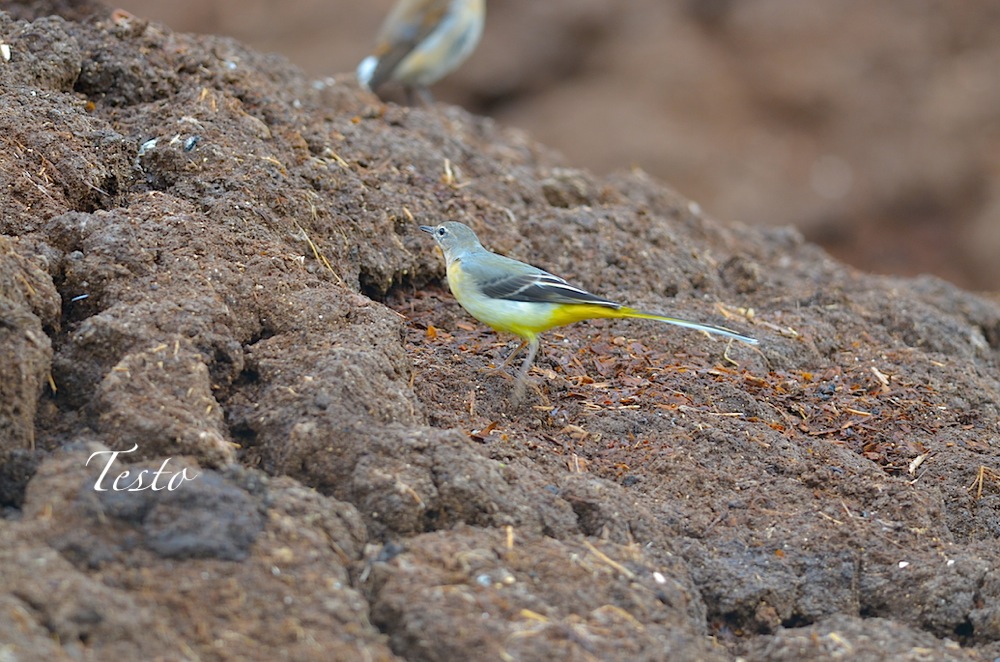 Loading Image