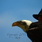 Creature C17 9 Bald Eagle