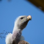 Creature C19 33 Avvoltoio