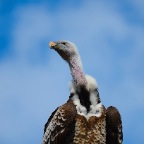 Creature C19 34 Avvoltoio