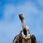 Creature C19 35 Avvoltoio