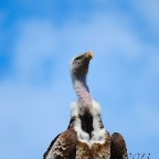 Creature C19 36 Avvoltoio