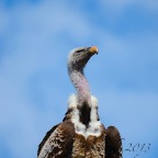 Creature C19 37 Avvoltoio