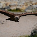 Creature C19 40 Avvoltoio
