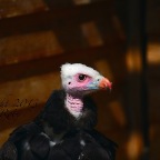 Creature C19 41 Avvoltoio