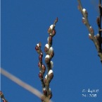 gennaio primaverile 2015c