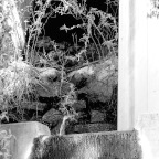 intelligence quotient A