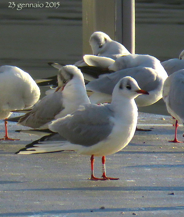 Black-headed gull 230115