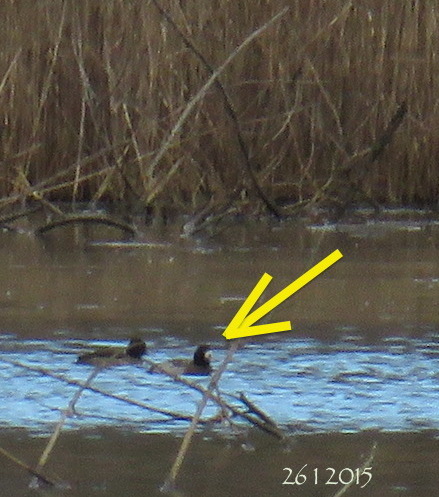 Greater Scaup 260115