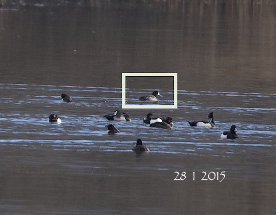 Greater Scaup 280115
