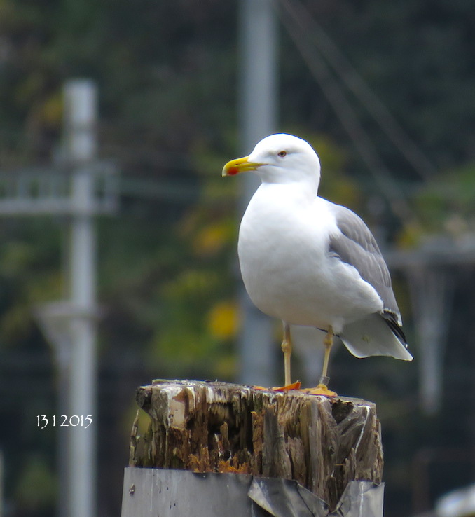 Yellow-legged gull 130115