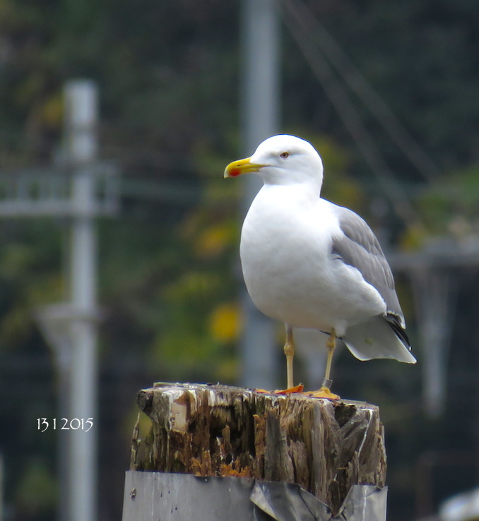 yellow-legged-gull-130115