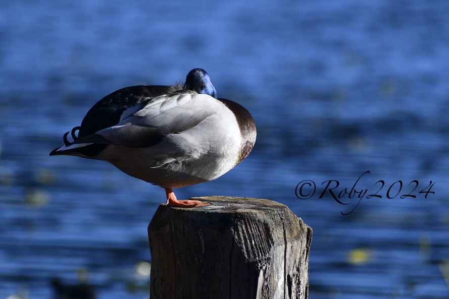 _ZZZ3706 copia