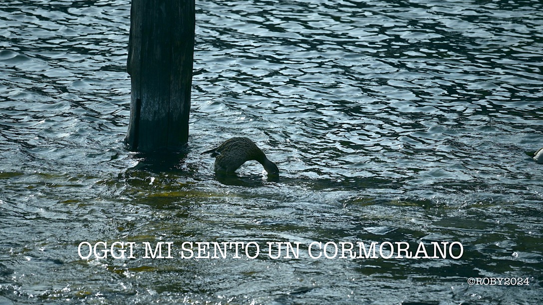 DSC_2280 OGGI MIE SENTO UN CORMORANO copia