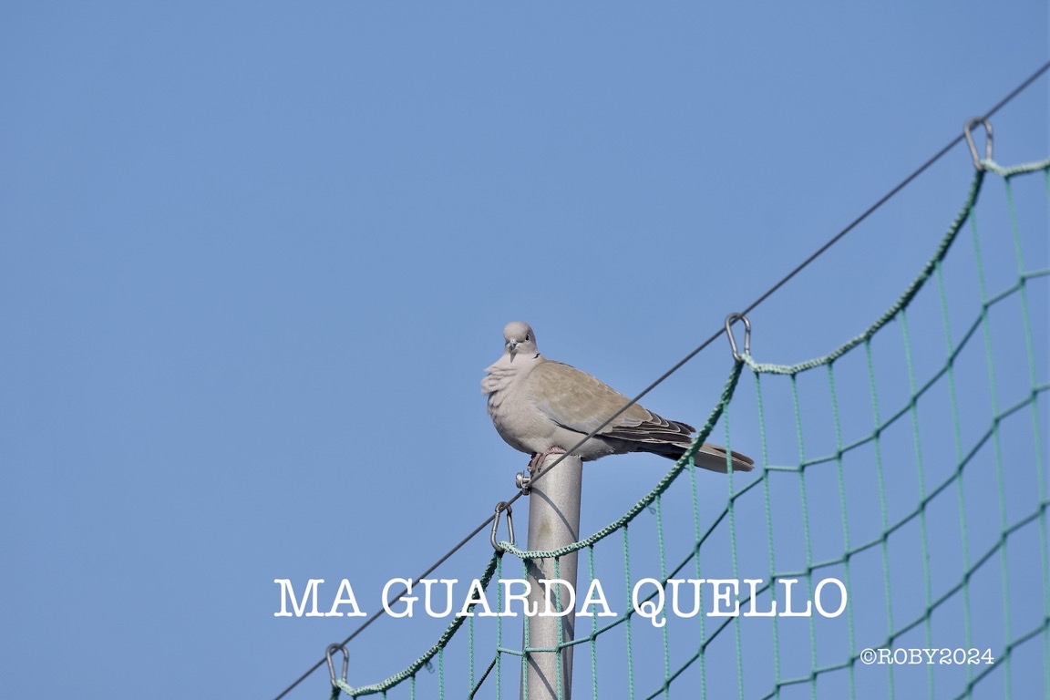 _DSC9998 copia