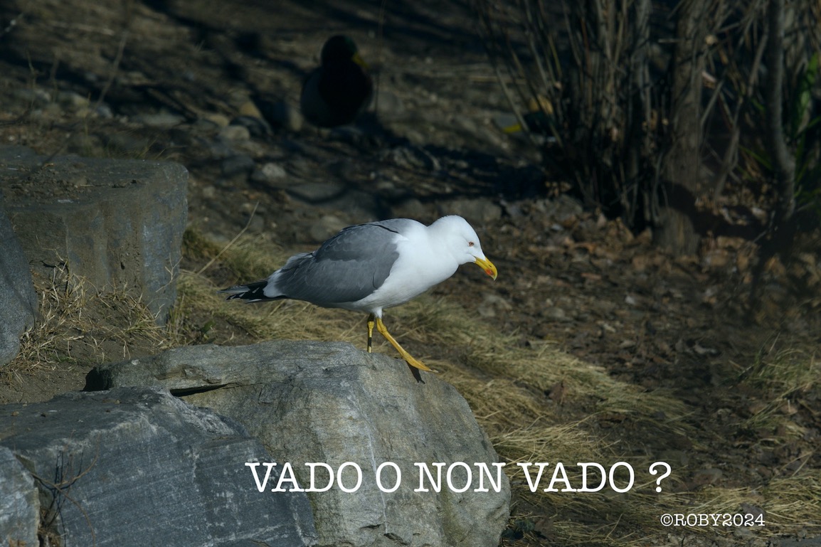reale 001_6316 copia 3