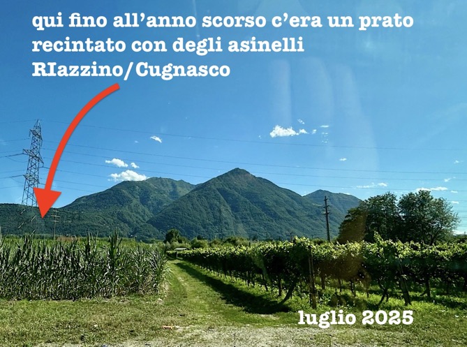 Prato ora coltivato