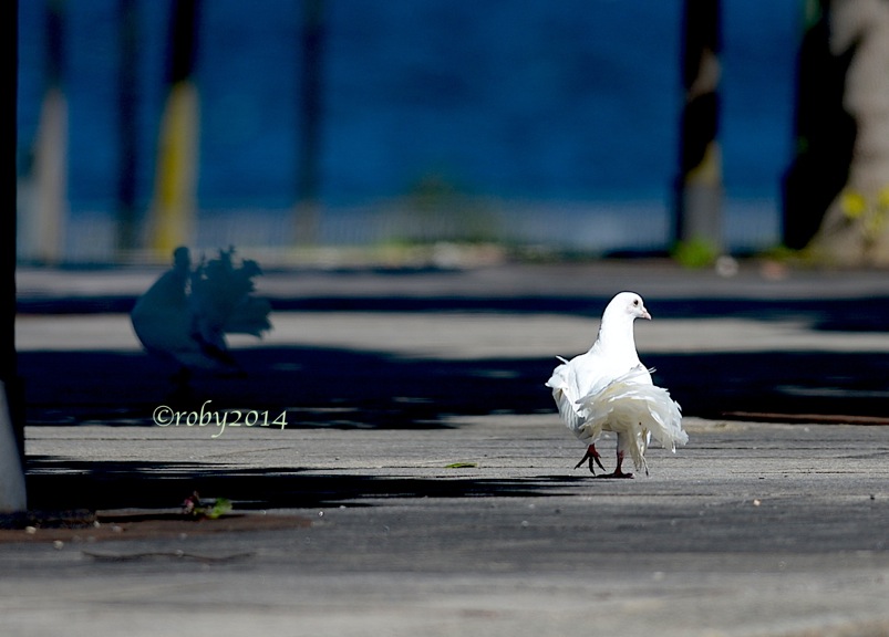 colombi-bianchi-2014-b