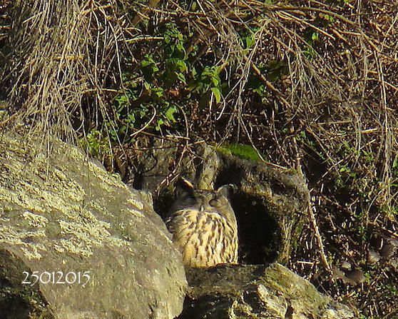 eurasian-eagle-owl-2015